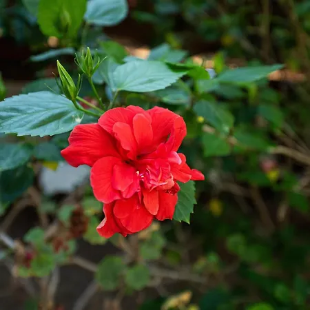 Tatil Evi Casa Rita *